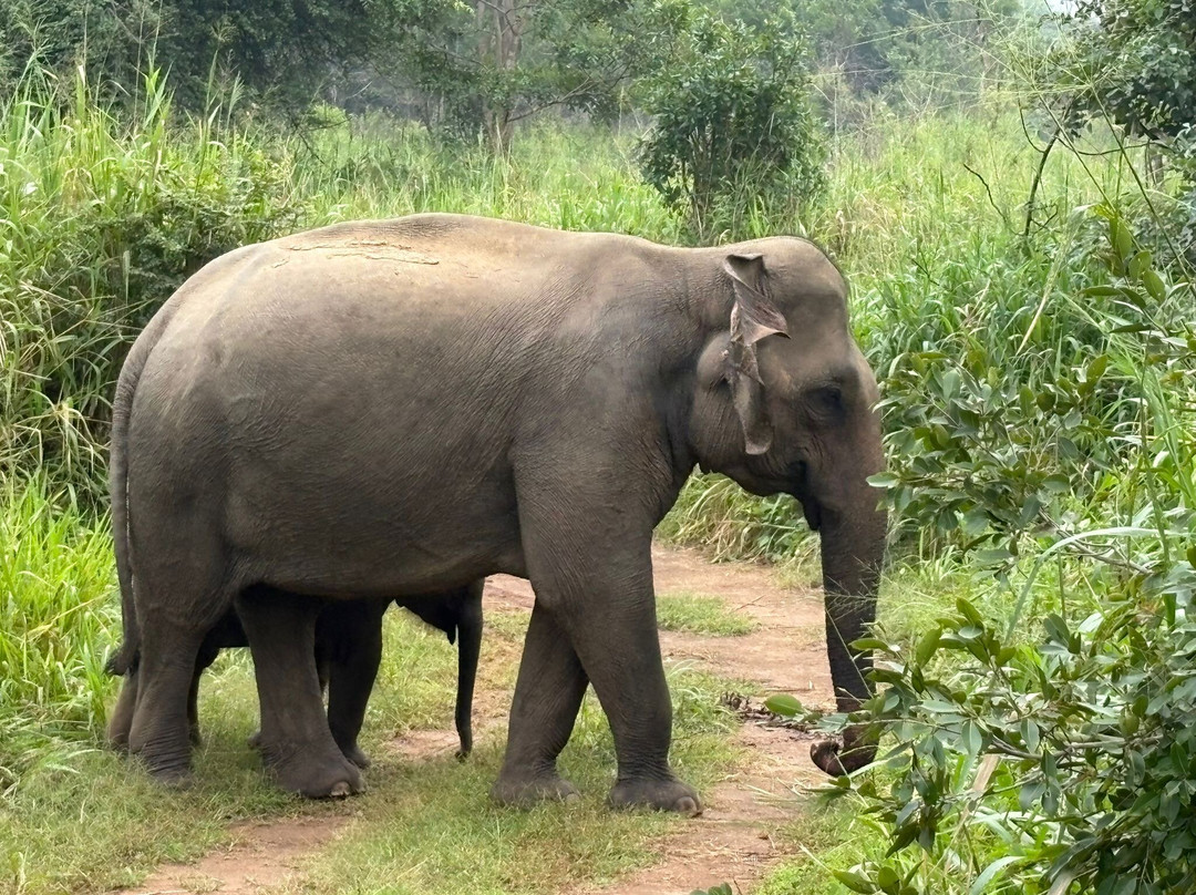 Tour with Jana-班达拉维拉必去景点