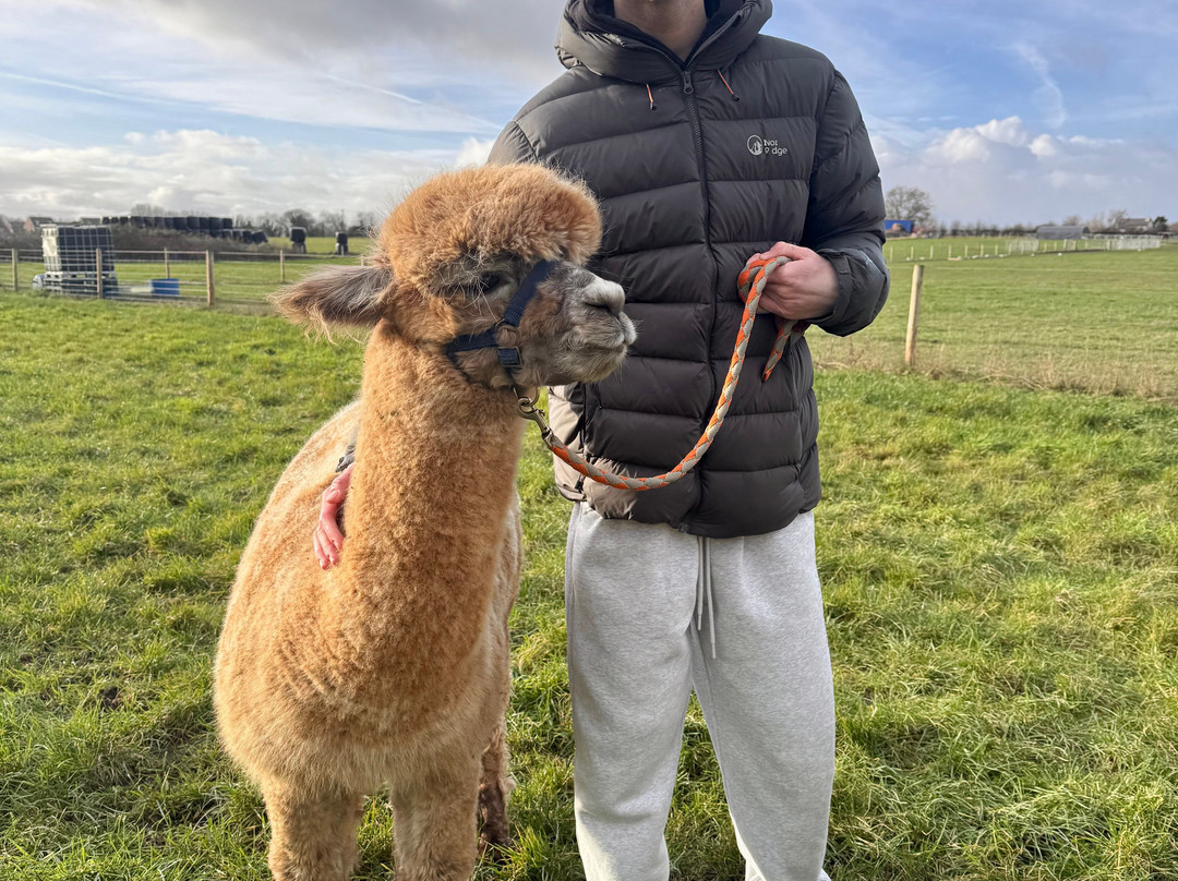 Natterjack Alpacas-Ormskirk必去景点