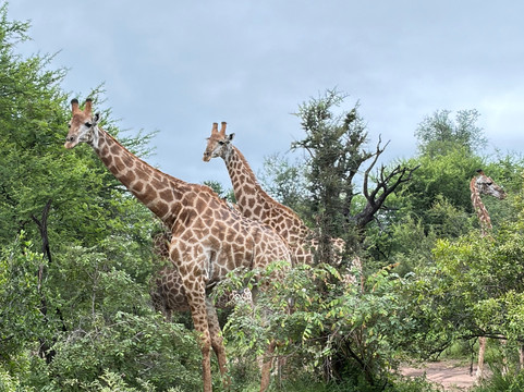 Trophy Vehicle Rentals and Transfers-霍德斯普鲁特必去景点