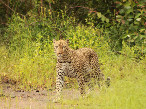 Trophy Vehicle Rentals and Transfers-霍德斯普鲁特必去景点