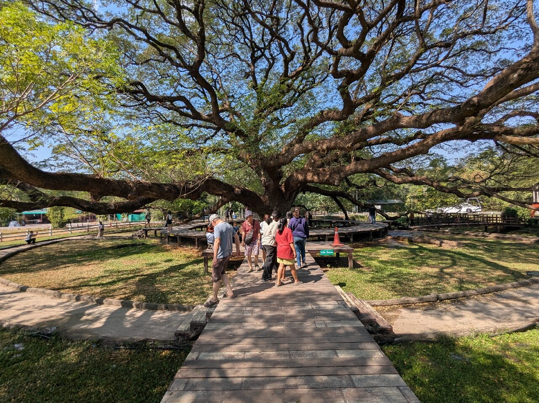 Giant Tree Kanchanaburi-北碧必去景点