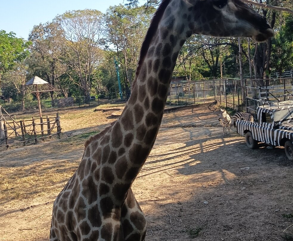 The Bonanza Exotic Zoo-北冲县必去景点