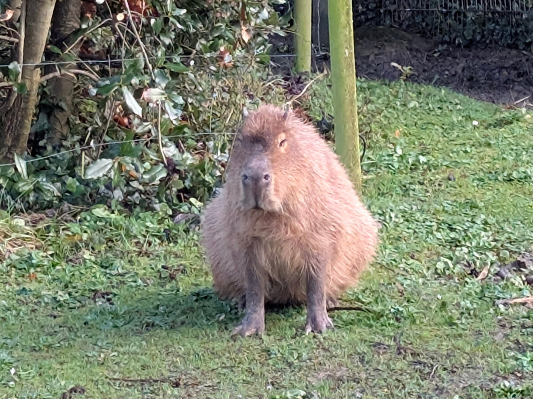 Newquay Zoo-纽奎必去景点