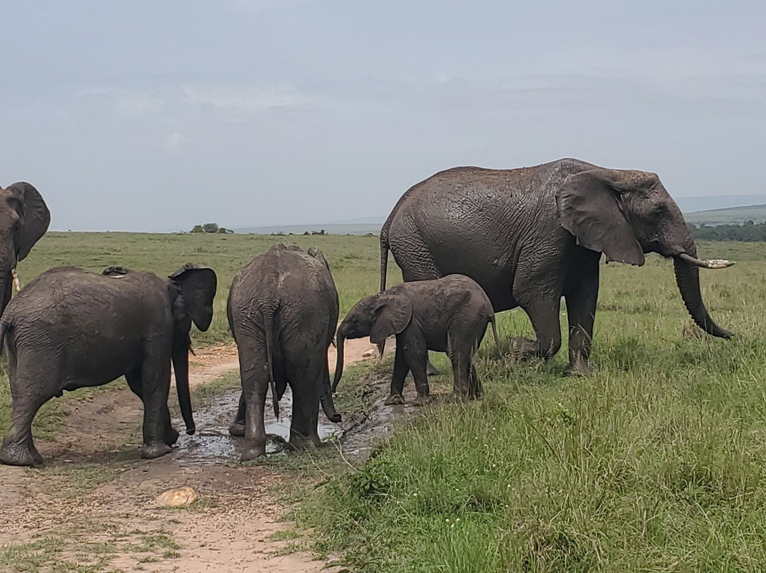 Divulge Adventures-内罗毕必去景点