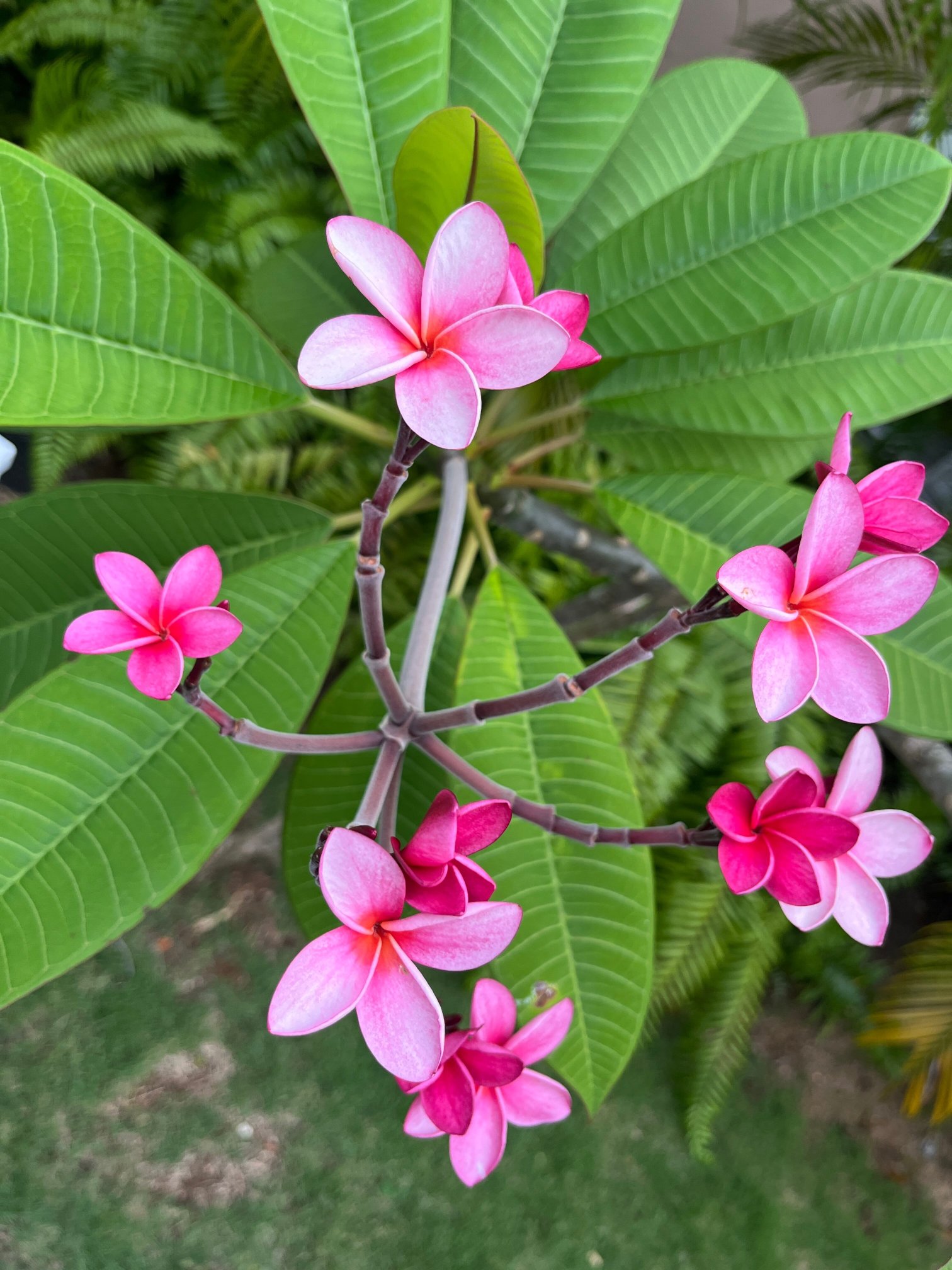 Couples Sans Souci-浴室