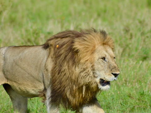 Cubs Expeditions Limited-阿鲁沙必去景点