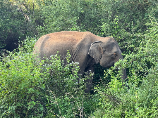 Udawalawe Safari Jeep With Guides-乌达瓦拉维国家公园必去景点
