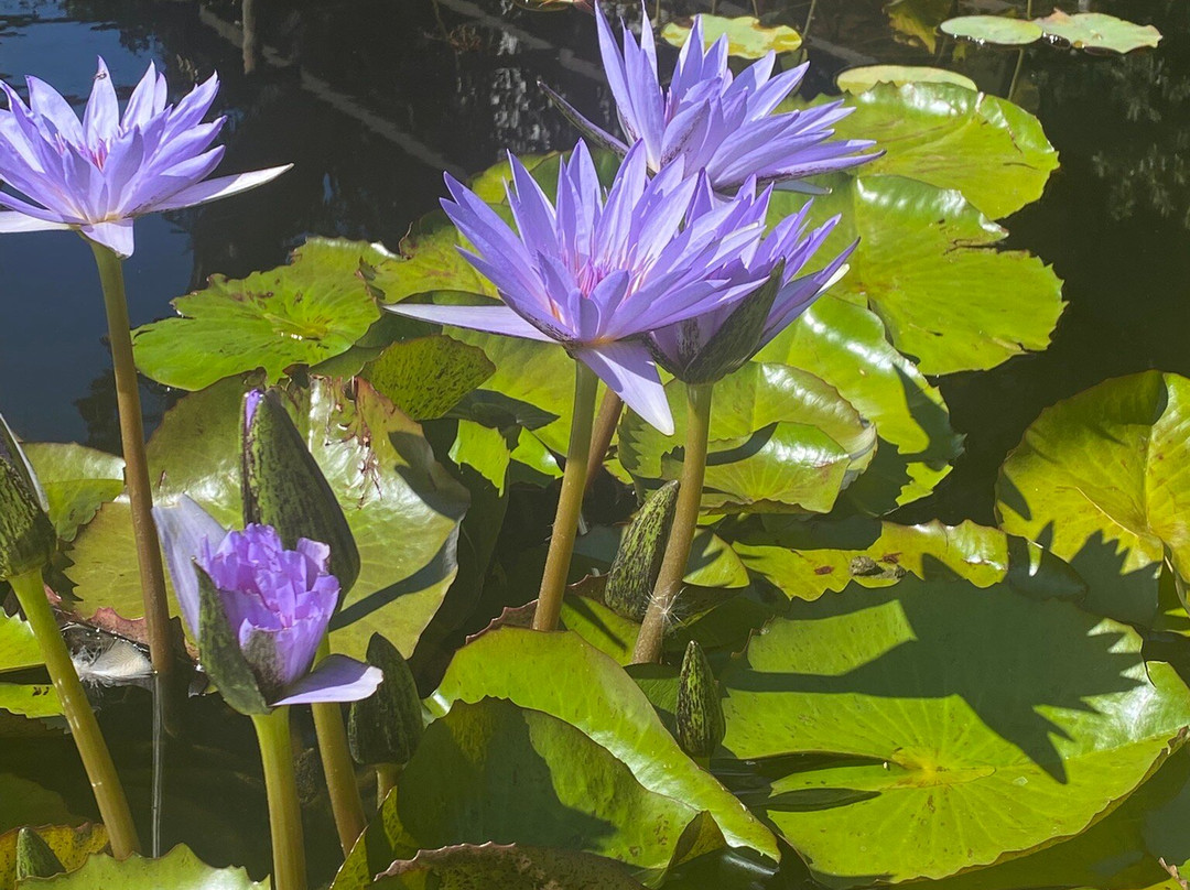 Stellenbosch University Botanical Garden-斯泰伦博斯必去景点
