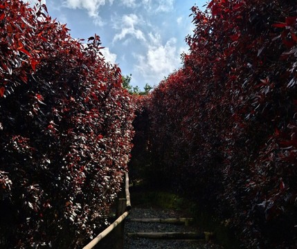 Laberinto Mil Caminos-Quimbaya必去景点