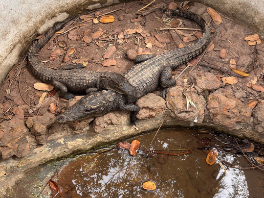 The Gambian Reptiles Farm-Kartong必去景点