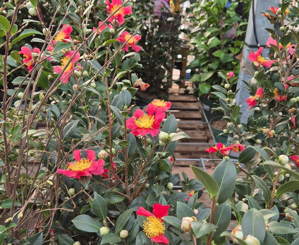 Abergavenny Garden Centre