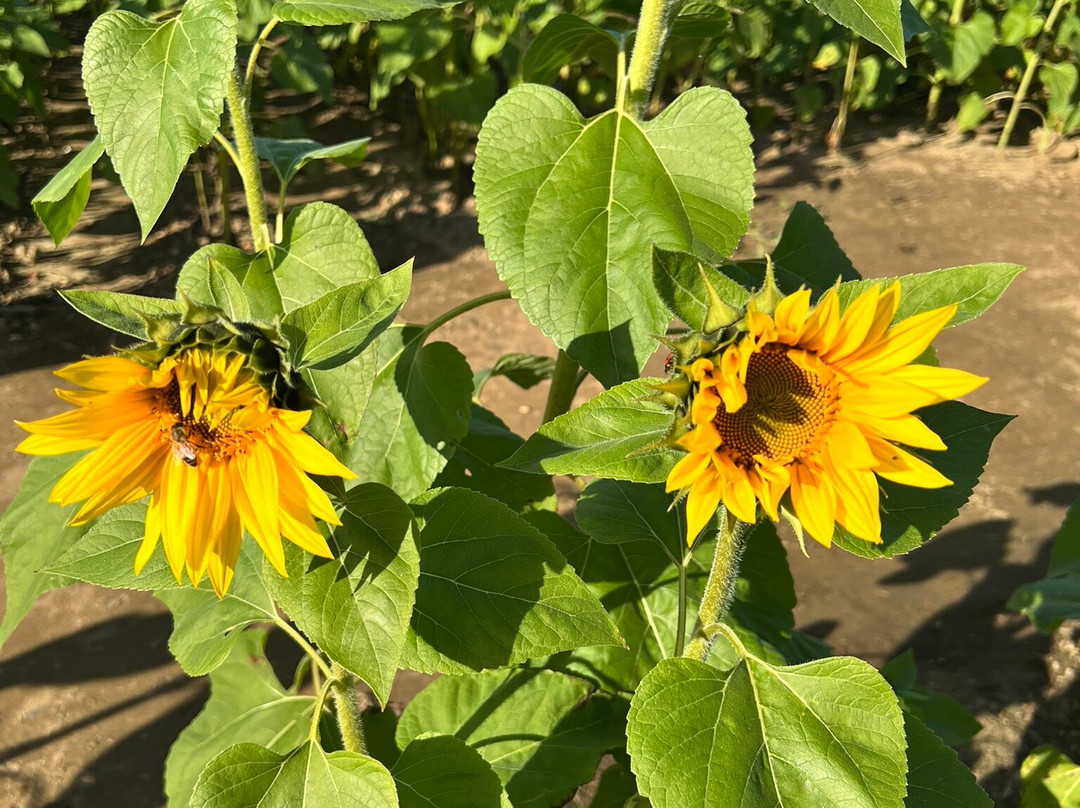 Happy Day Farm-Manalapan必去景点