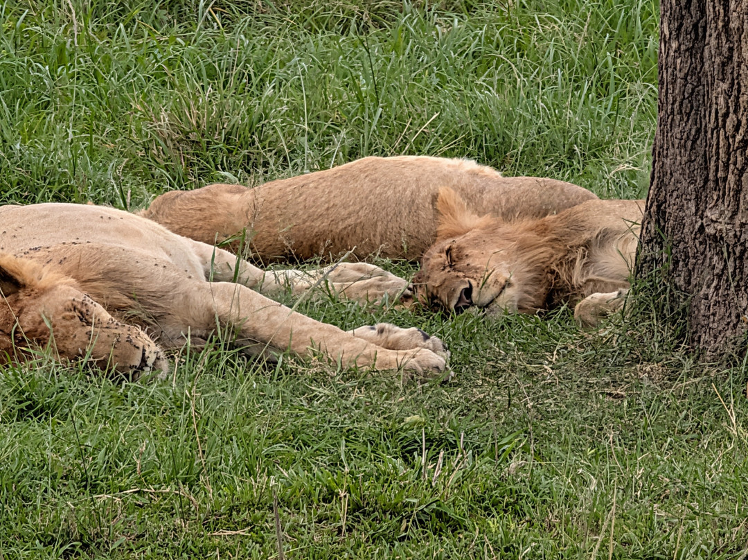 Shoor Safaris Kenya-内罗毕必去景点