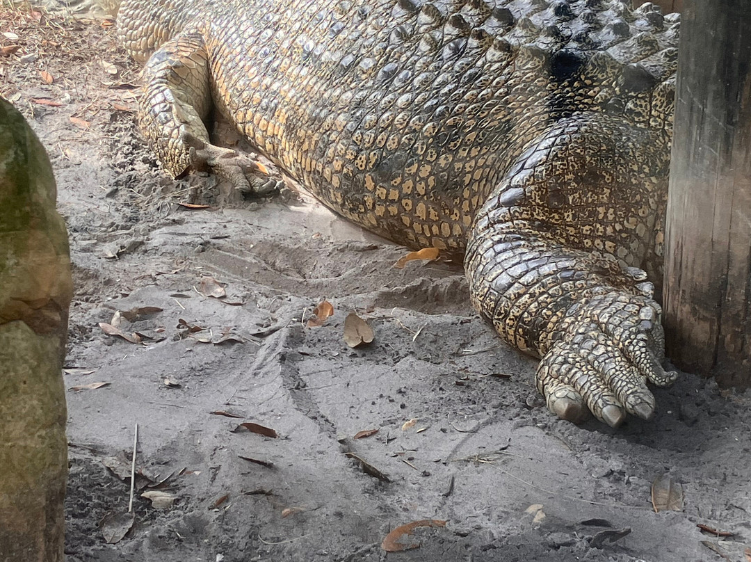 St. Augustine Alligator Farm Zoological Park-圣奥古斯丁必去景点