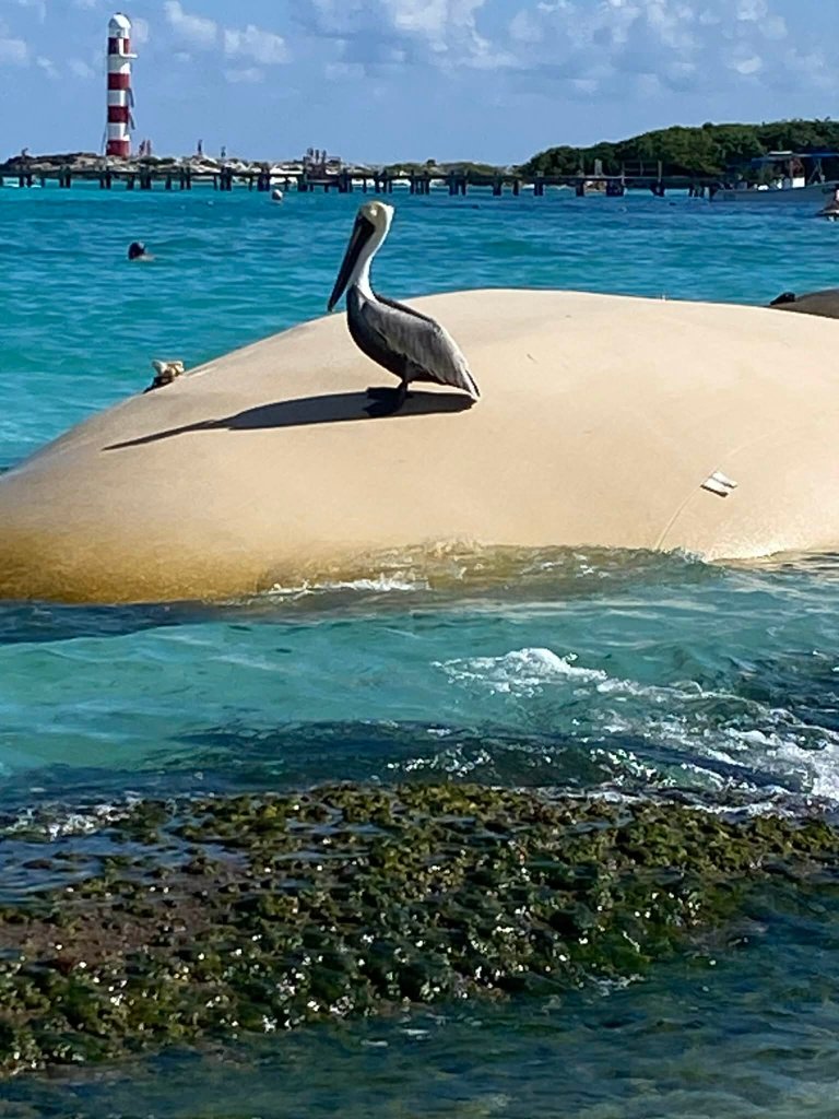 大美洲庆典珊瑚海滩酒店-泳池