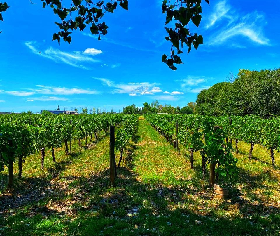 Dolium Winery-阿格雷洛必去景点