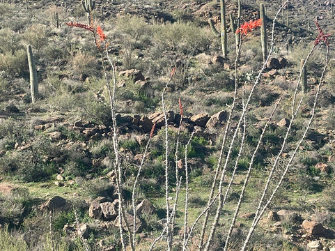 Saguaro National Park-图森必去景点