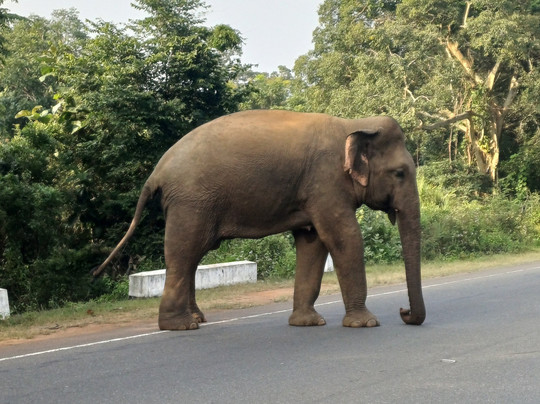 Sri Infinity Tours-贝卢瓦拉必去景点