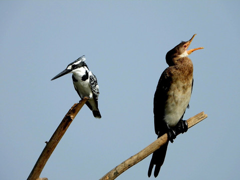 Kotu Bridge (Bird watching)-塞瑞库达必去景点