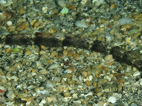 Scubaqua Dive Center-圣尤斯泰希厄斯岛必去景点