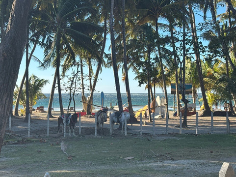 Wild Rider-阿拉辉拉必去景点