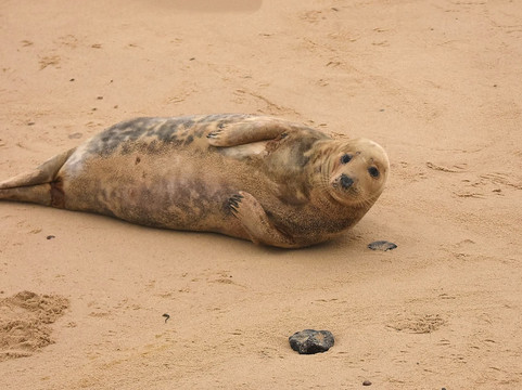 Horsey Beach-Horsey必去景点