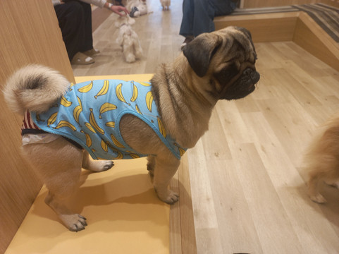 Dog Cafe Rio Akihabara-千代田区必去景点
