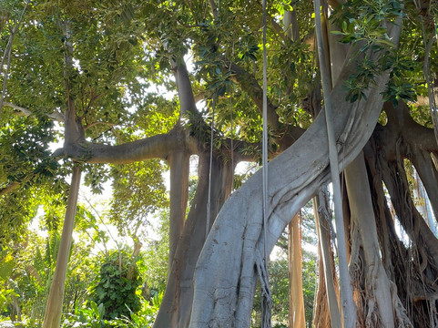 Botanischer Garten-德拉克鲁兹索尔港必去景点