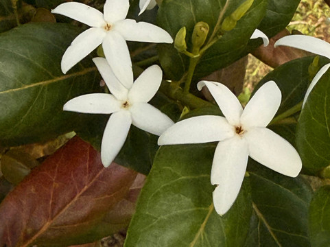 Mauritian Wildlife Foundation (MWF)-Vacoas必去景点