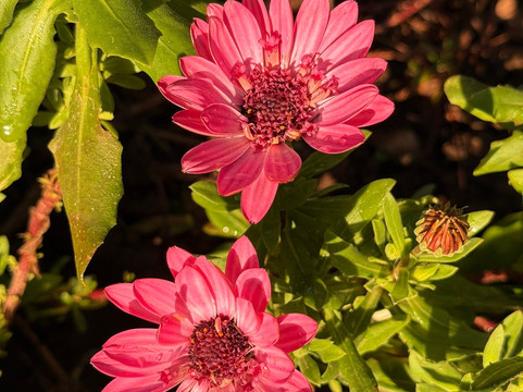 Green Devil Safari-马德拉群岛必去景点