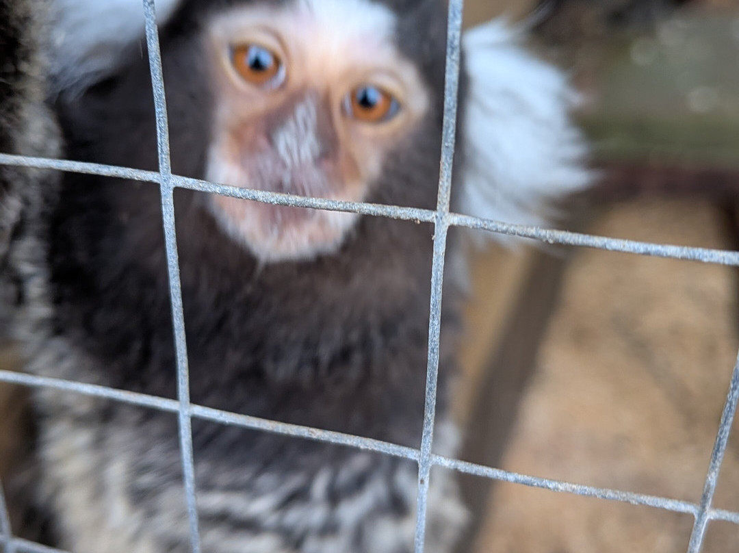 Burntwood Alpaca and Animal Experience-Burntwood必去景点