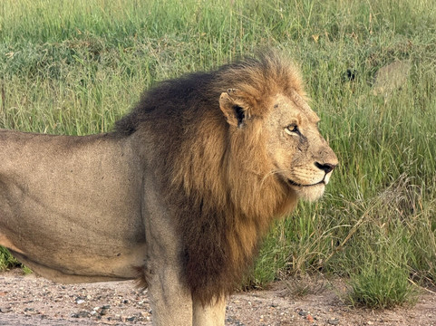 African Safari Group-开普敦必去景点