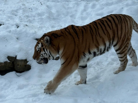 Riga Zoo-里加必去景点