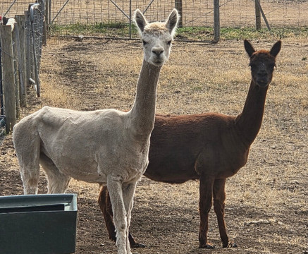 Zoodoo野生动物园-Richmond必去景点