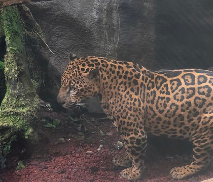 Greenway Nature Day Tours-利蒙港必去景点