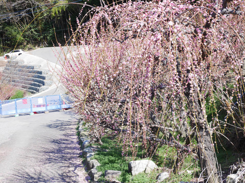 Fukoji temple-大牟田市必去景点