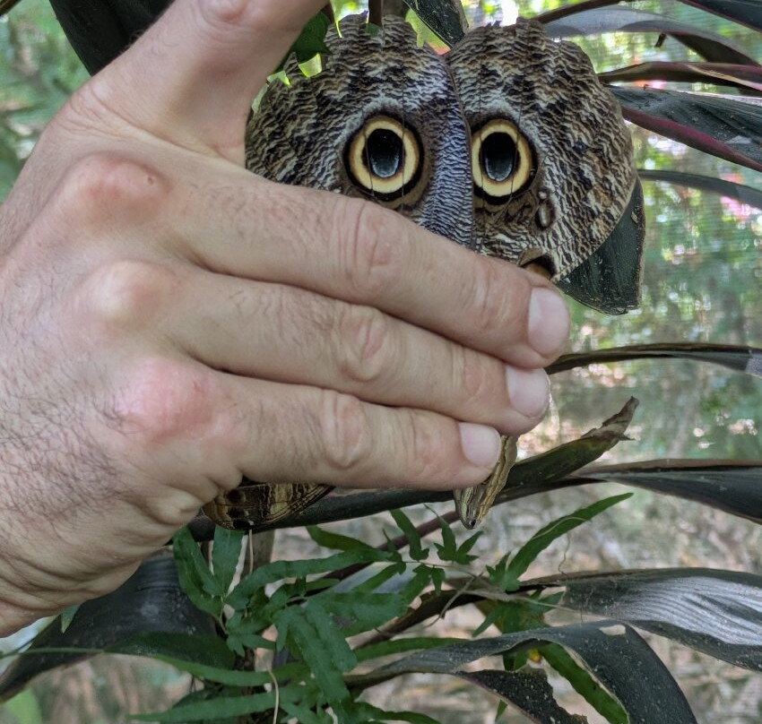 Royal Butterflies-哈科必去景点