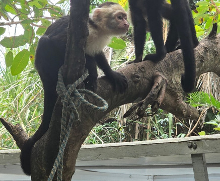 Monkey Mangrove Tour-克波斯必去景点