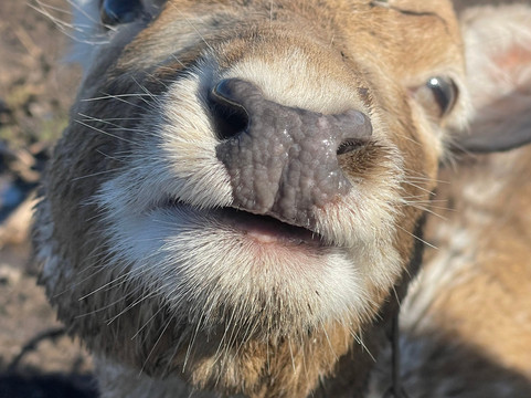 The Scottish Deer Centre-库珀必去景点