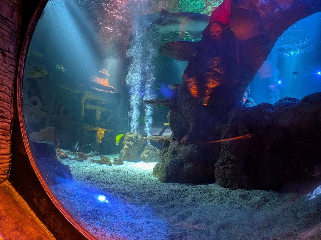 Sea Life Centre Great Yarmouth-大雅茅斯必去景点