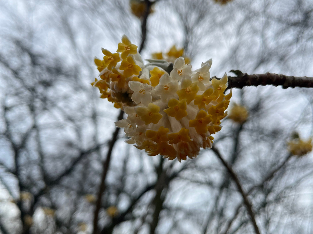 Botanical Garden Arboretum Oudenbosch-Oudenbosch必去景点