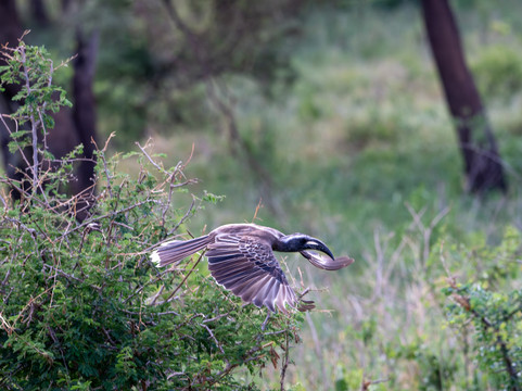 Kiliclimb Africa Safaris-阿鲁沙必去景点