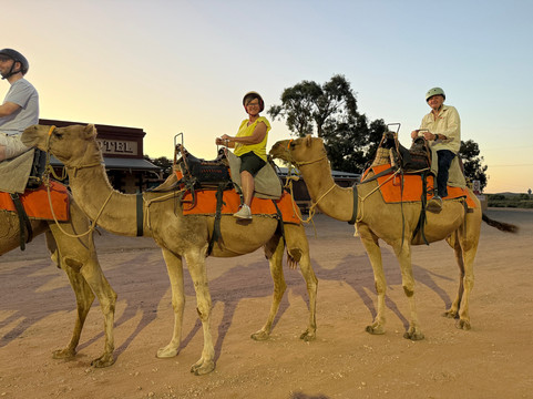 Silverton Outback Camels-Silverton必去景点