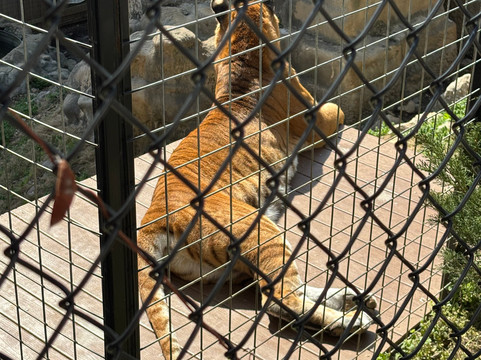 Branson's Wild World-布兰森必去景点