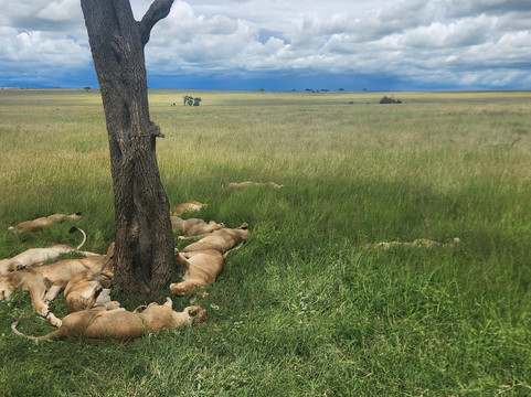 Wild Media Safaris-莫西必去景点