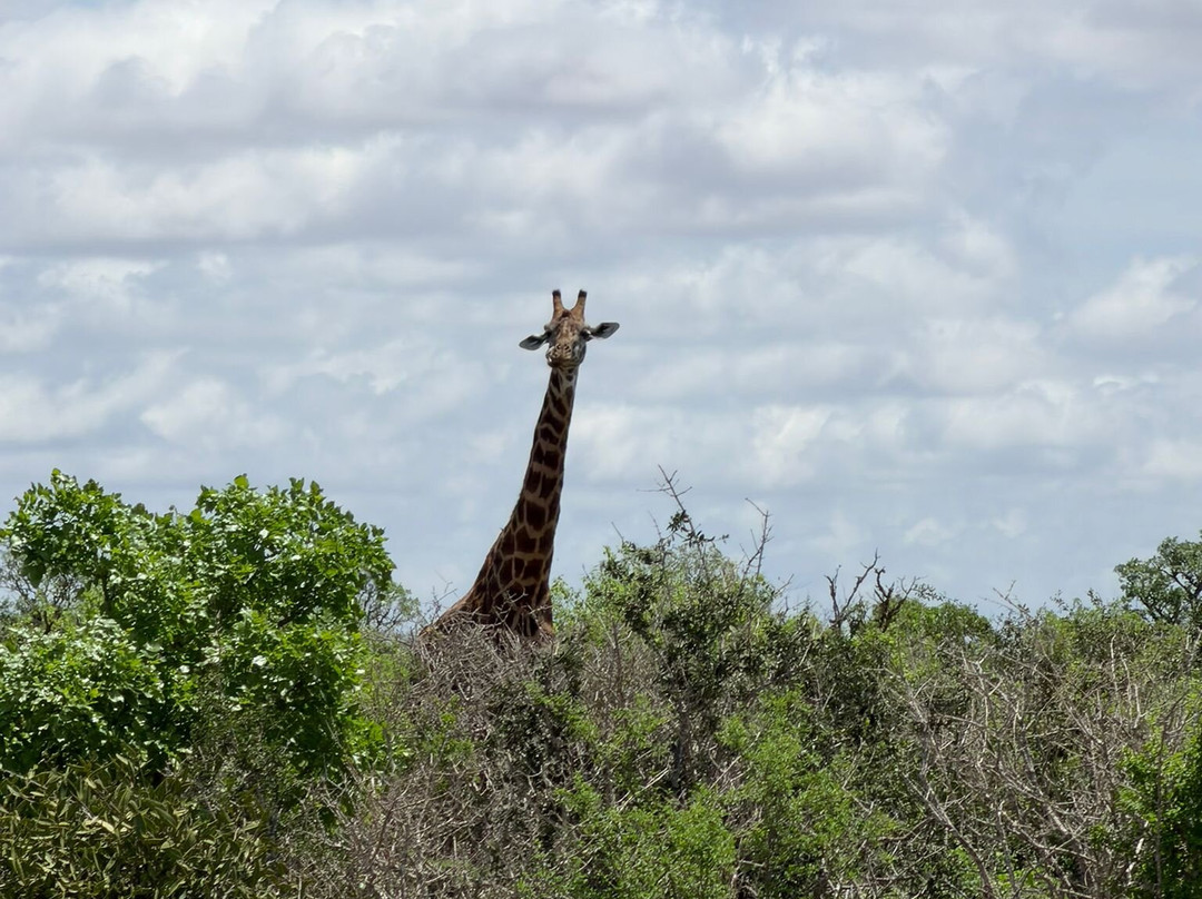 Zucchero Safari Kenya-瓦塔木必去景点
