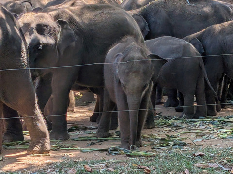 Jay’S Tours-科伦坡必去景点