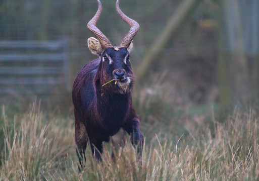 Africa Alive-Kessingland必去景点