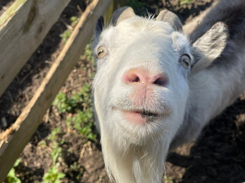 Jarrow Hall Anglo-Saxon Farm, Village and Bede Museum-Jarrow必去景点