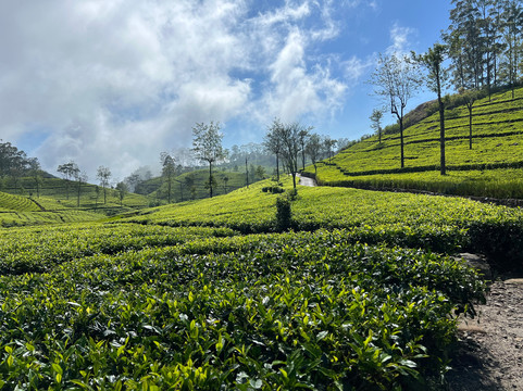 The Gilded Isle Lanka Tours